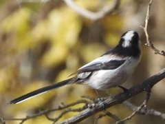 Aegithalos caudatus magnus