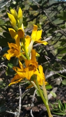 Chloraea gavilu