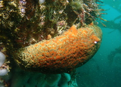 Apostichopus parvimensis