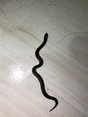 Atractus lehmanni