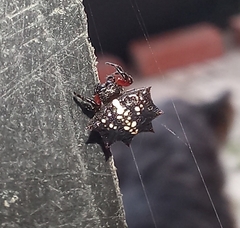 Isoxya cicatricosa