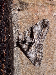 Gastrinodes argoplaca