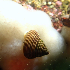 Calliostoma ligatum
