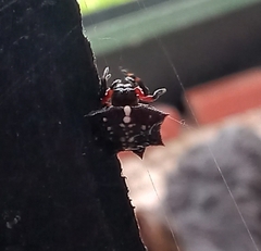 Isoxya cicatricosa