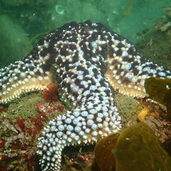 Pisaster giganteus