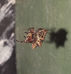 Isoxya cicatricosa