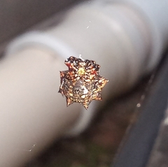 Isoxya cicatricosa