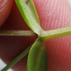 Stellaria longifolia