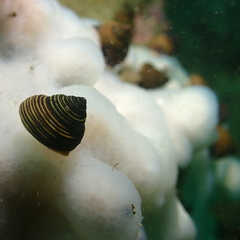 Calliostoma ligatum