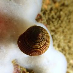 Calliostoma ligatum
