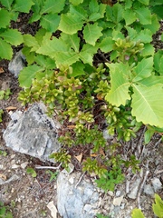 Rhododendron sichotense