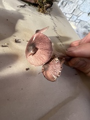 Leucoagaricus roseilividus