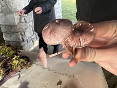 Leucoagaricus roseilividus