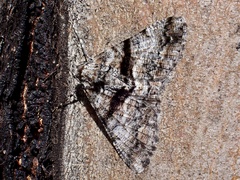 Gastrinodes argoplaca