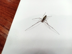 Tetragnatha laboriosa