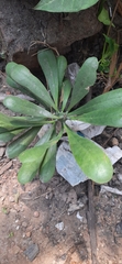 Euphorbia neriifolia