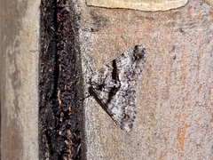 Gastrinodes argoplaca