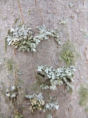 Phaeophyscia adiastola