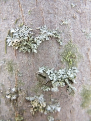 Phaeophyscia adiastola