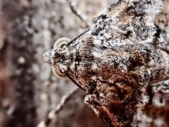 Gastrinodes argoplaca