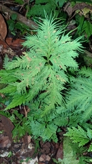 Selaginella pallescens