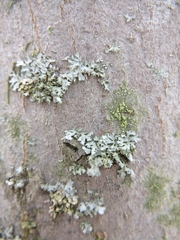 Phaeophyscia adiastola