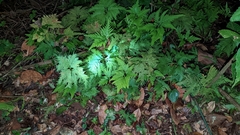Selaginella pallescens