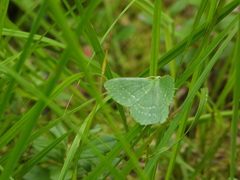 Geometra papilionaria