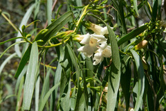 Eremophila bignoniiflora