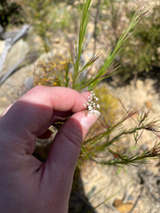 Platysace linearifolia