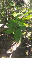 Azara serrata