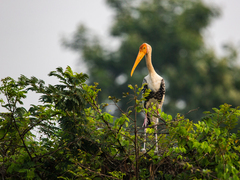 Mycteria leucocephala