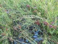 Rhynchospora fujiiana