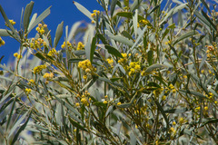 Acacia cambagei