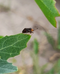 Horciasinus argentinus