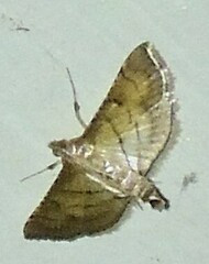 Marasmia