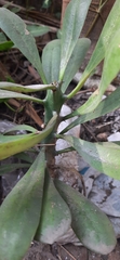 Euphorbia neriifolia
