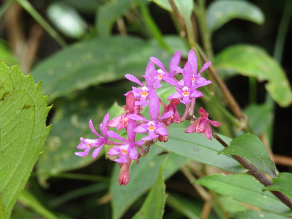 Epidendrum aberrans