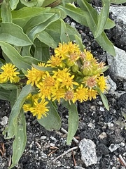 Solidago leiocarpa