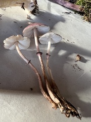 Leucoagaricus roseilividus