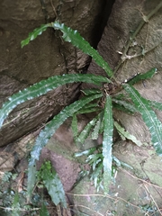 Lomariopsis boninensis