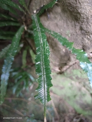 Lomariopsis boninensis