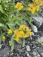 Solidago leiocarpa