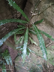 Lomariopsis boninensis