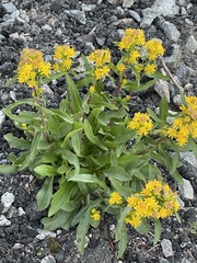 Solidago leiocarpa