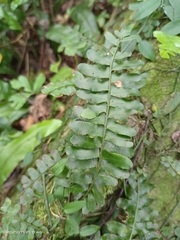 Arthropteris palisotii