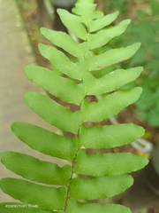 Arthropteris palisotii