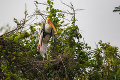 Mycteria leucocephala