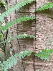 Arthropteris palisotii