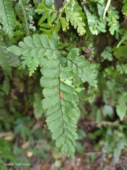 Adiantum diaphanum